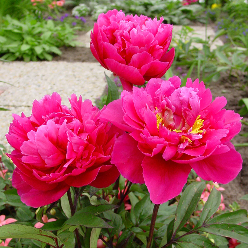 'Karl Rosenfield' Peony (Paeonia) - Image 5