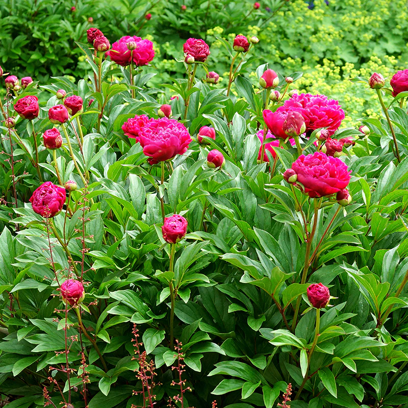 'Karl Rosenfield' Peony (Paeonia) - Image 6