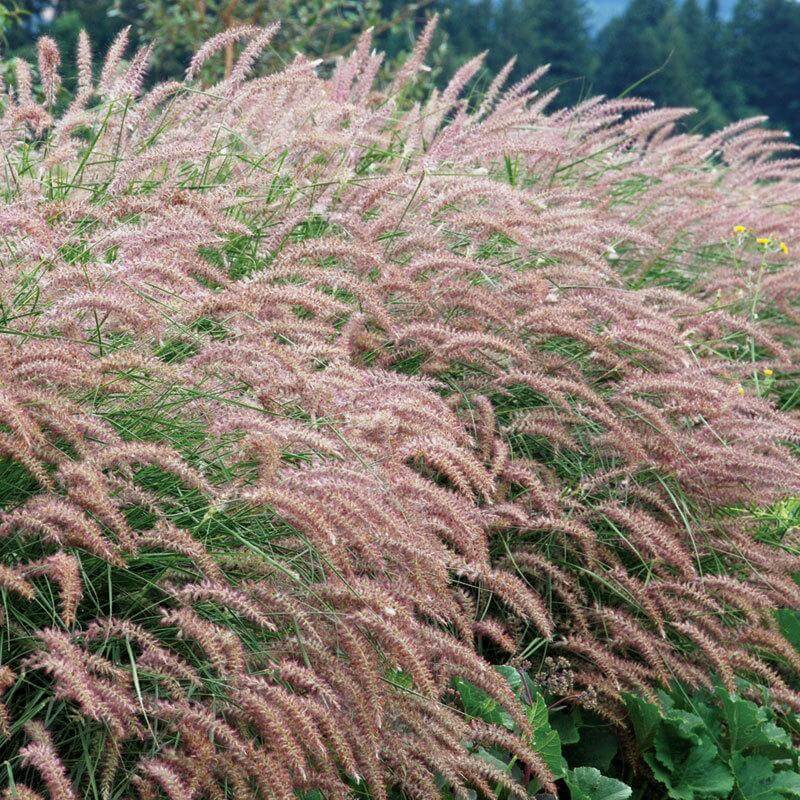 'Karley Rose' Fountain Grass (Pennisetum) - Image 2