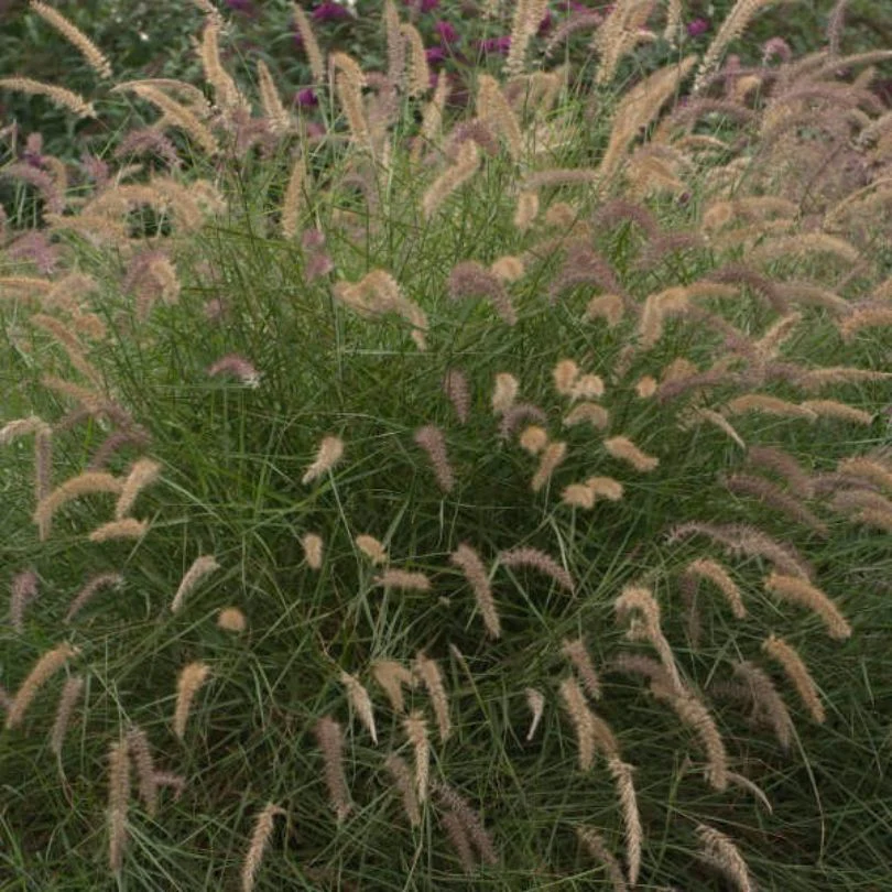 'Karley Rose' Fountain Grass (Pennisetum) - Image 4