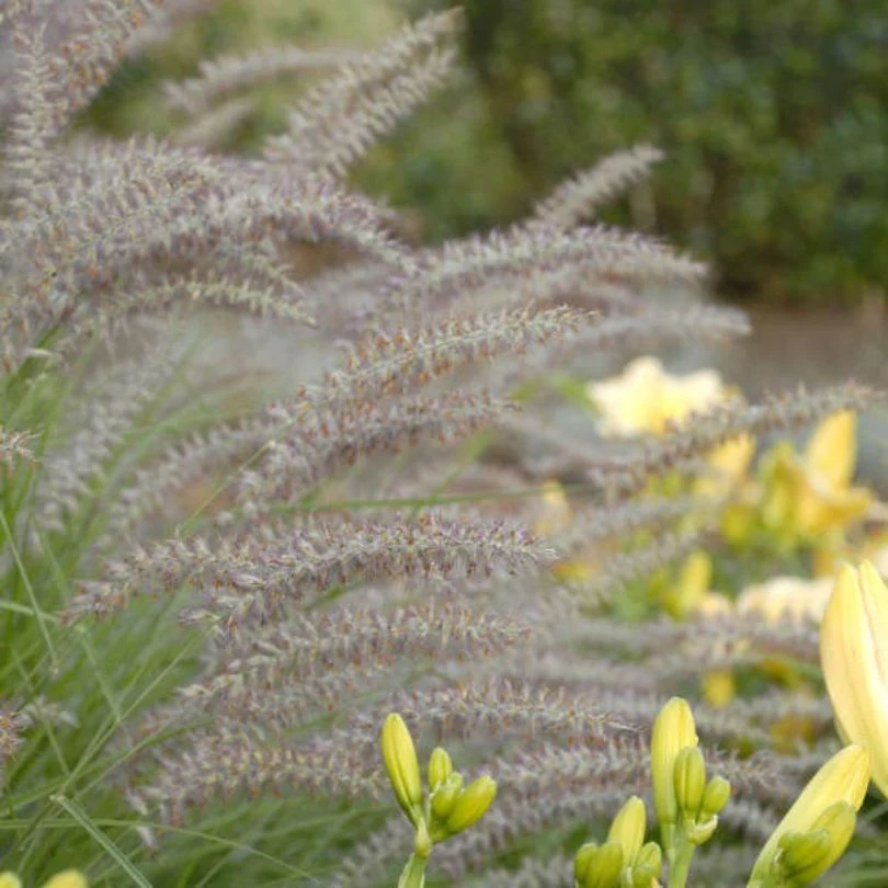 'Karley Rose' Fountain Grass (Pennisetum) - Image 5