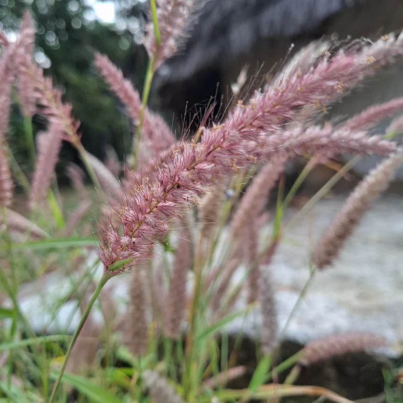 'Karley Rose' Fountain Grass (Pennisetum) - Image 6