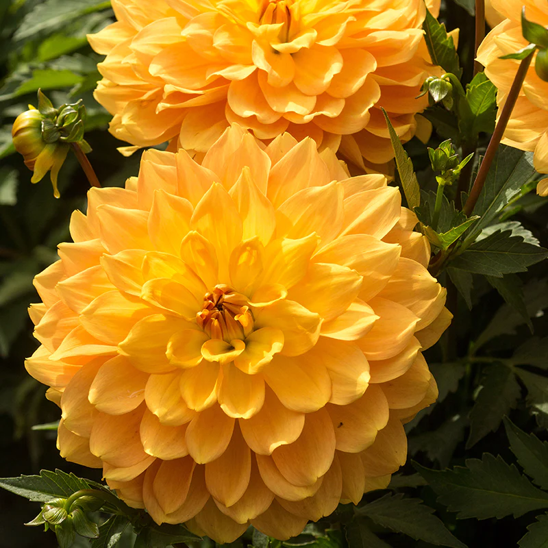 'Karma Gold' Dahlia - Image 2