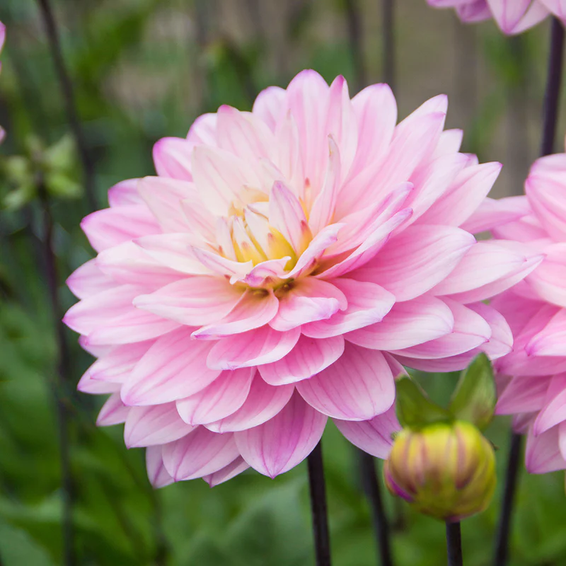 'Karma Prospero' Dahlia - Image 2