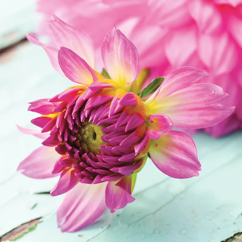 'Karma Prospero' Dahlia - Image 4