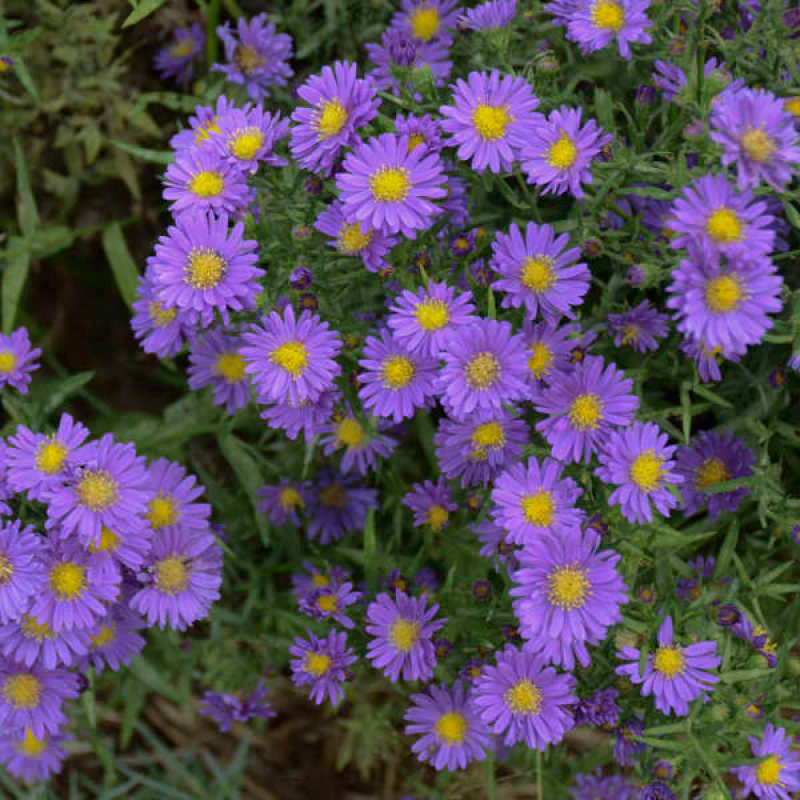 Kickin® 'Lilac Blue' New England Aster - Image 2