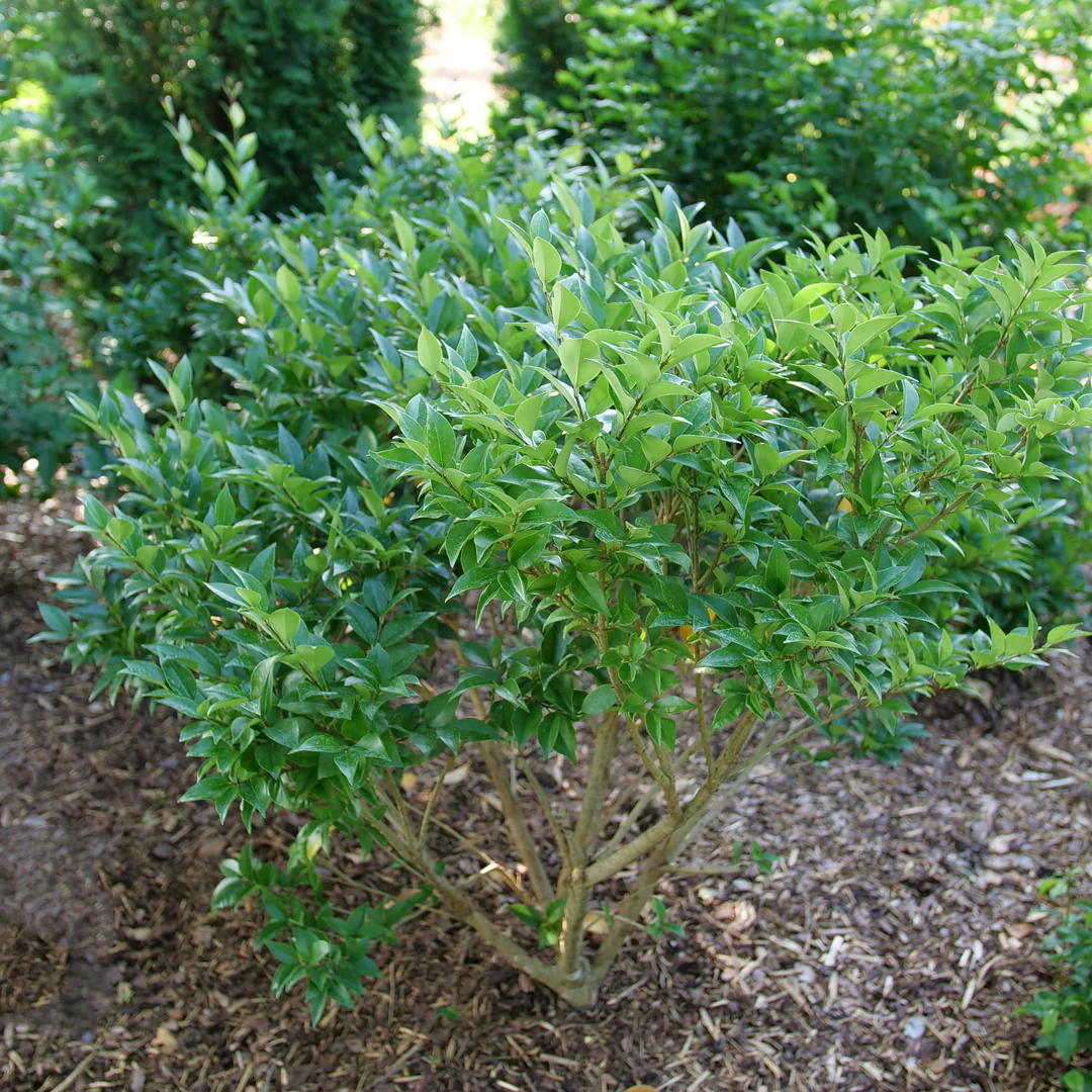 Kindly® Privet (Ligustrum) - Image 2