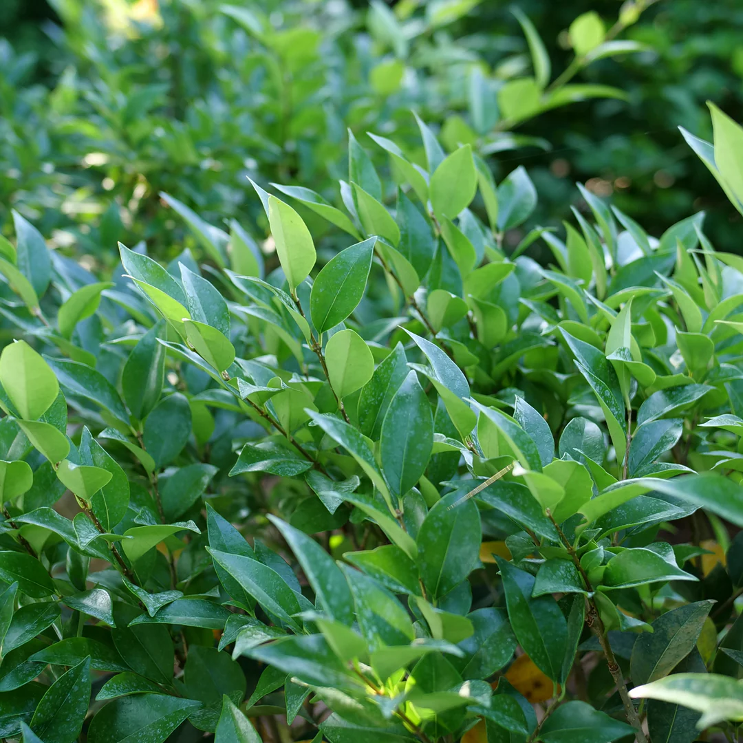 Kindly® Privet (Ligustrum) - Image 3