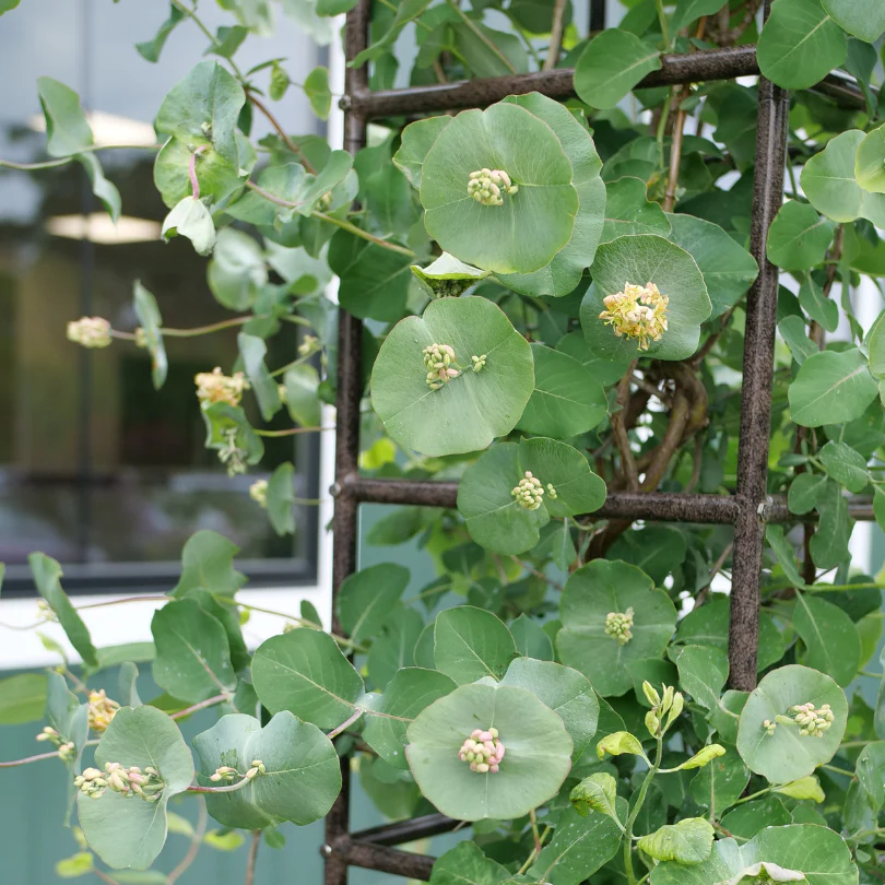 Kintzley's Ghost® Honeysuckle (Lonicera) - Image 3