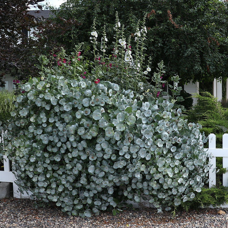 Kintzley's Ghost® Honeysuckle (Lonicera) - Image 4