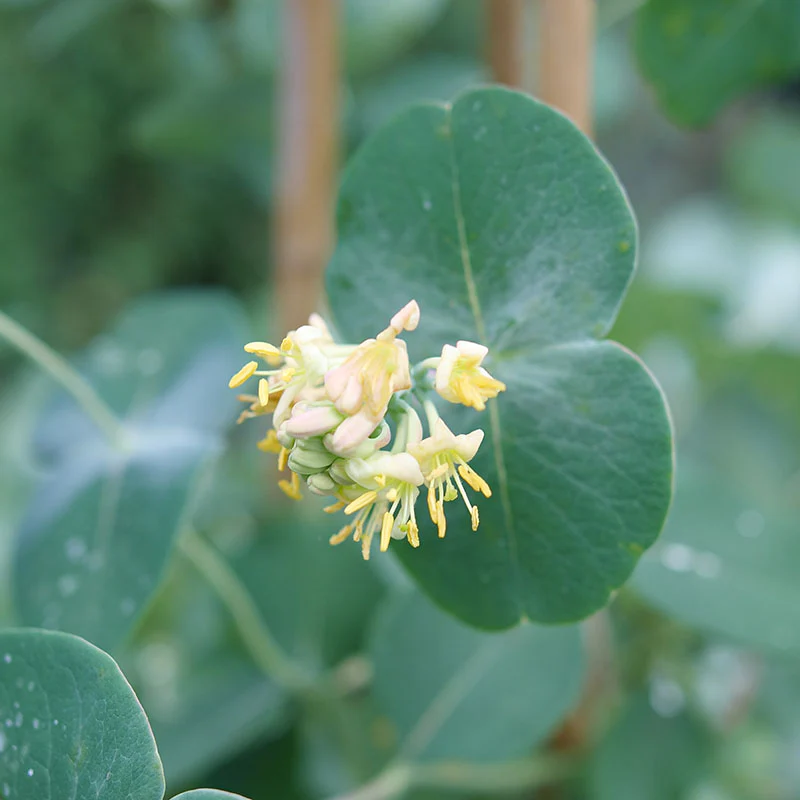 Kintzley's Ghost® Honeysuckle (Lonicera) - Image 6