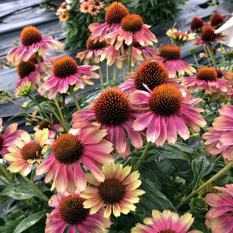 Kismet® 'Pink Lemonade' Coneflower (Echinacea)