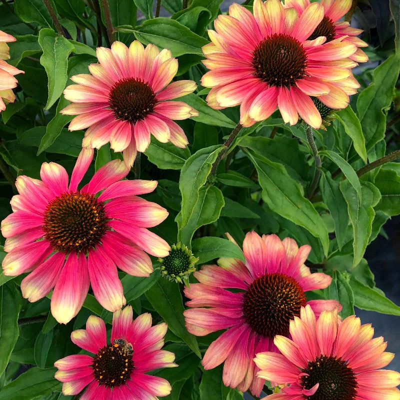 Kismet® 'Pink Lemonade' Coneflower (Echinacea) - Image 2