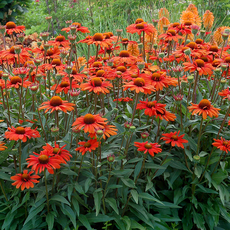 Kismet® Intense Orange Coneflower (Echinacea)