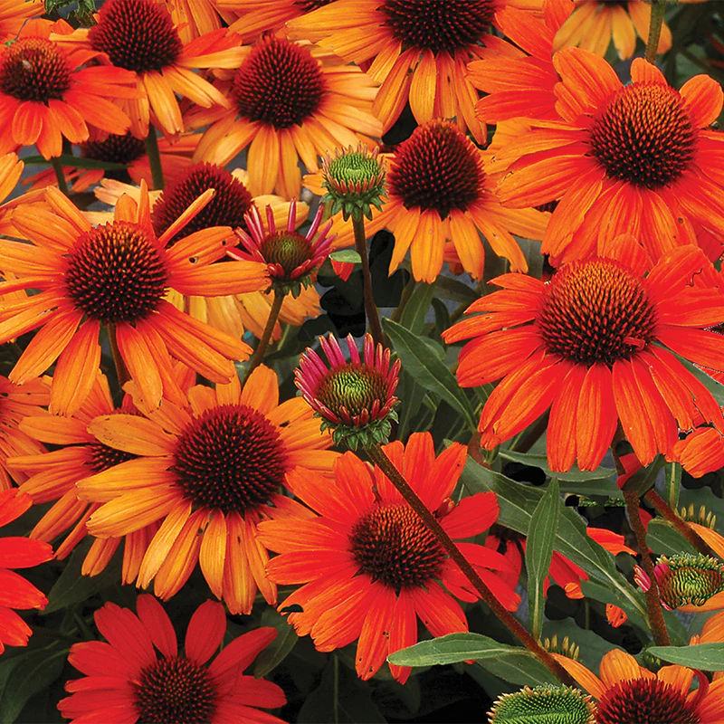 Kismet® Intense Orange Coneflower (Echinacea) - Image 2