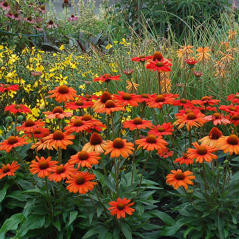 Kismet® Intense Orange Coneflower (Echinacea) - Image 3