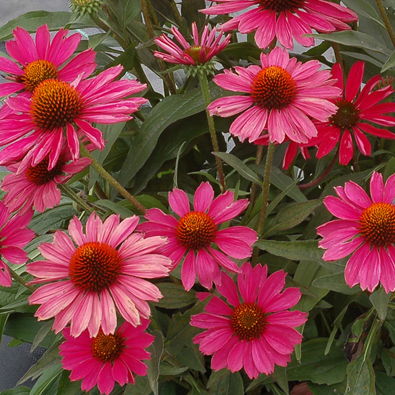 Kismet® Raspberry Coneflower (Echinacea) - Image 2