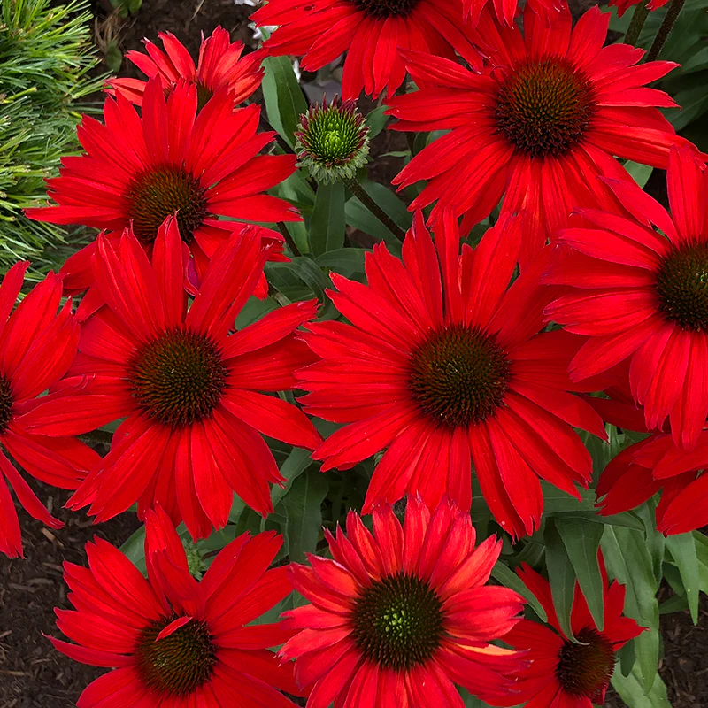 Kismet® Red Coneflower (Echinacea)