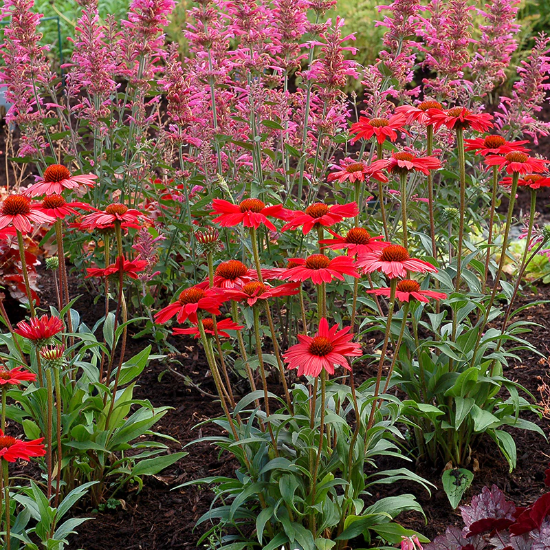 Kismet® Red Coneflower (Echinacea) - Image 2