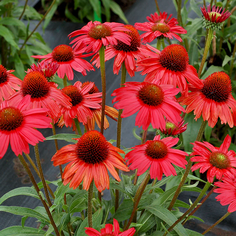 Kismet® Red Coneflower (Echinacea) - Image 3