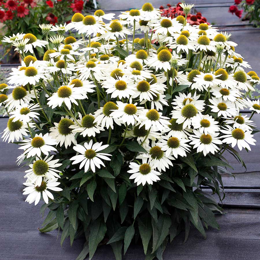 Kismet® White Coneflower (Echinacea) - Image 4