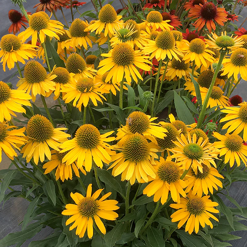 Kismet® Yellow Coneflower (Echinacea) - Image 2