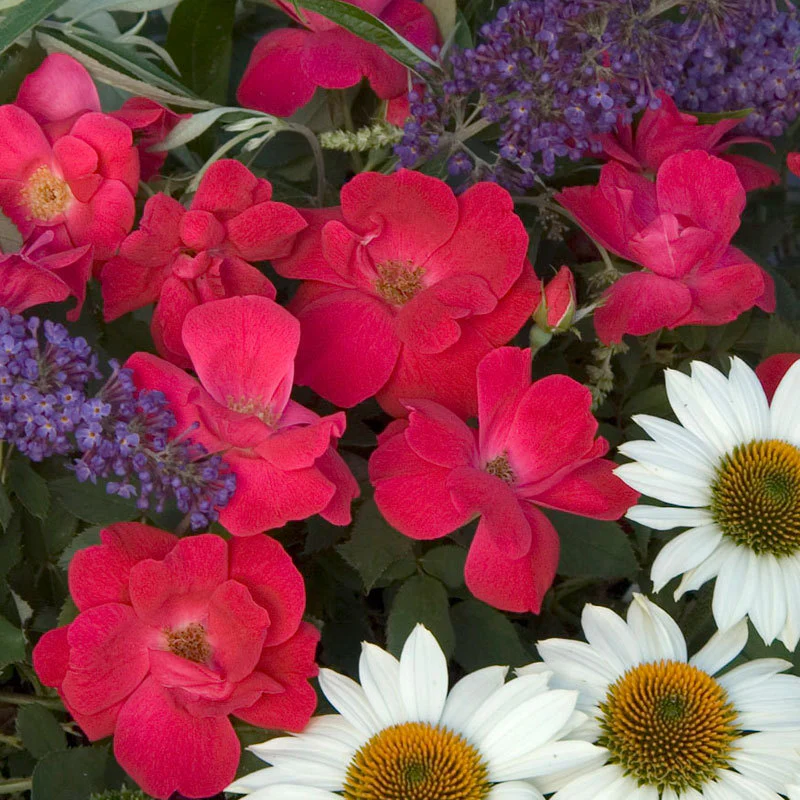 Knock Out® Rose - Image 2