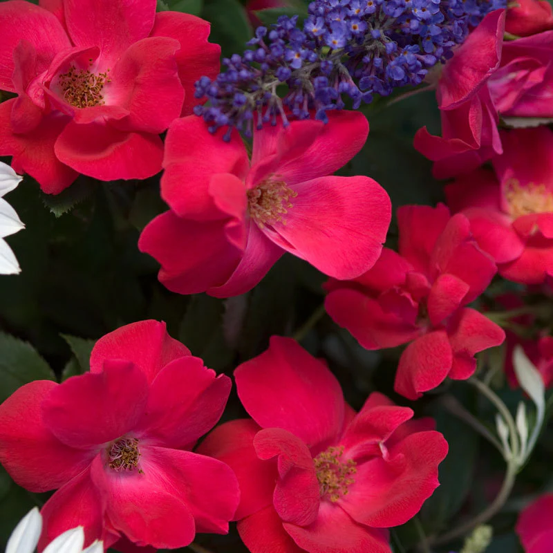 Knock Out® Rose - Image 4