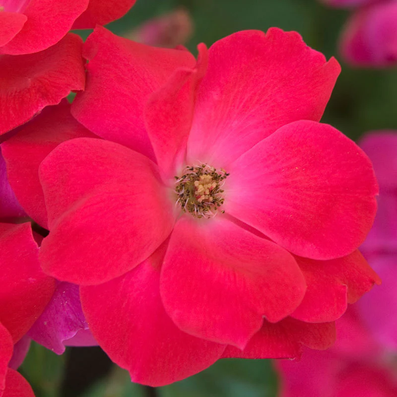 Knock Out® Rose - Image 5