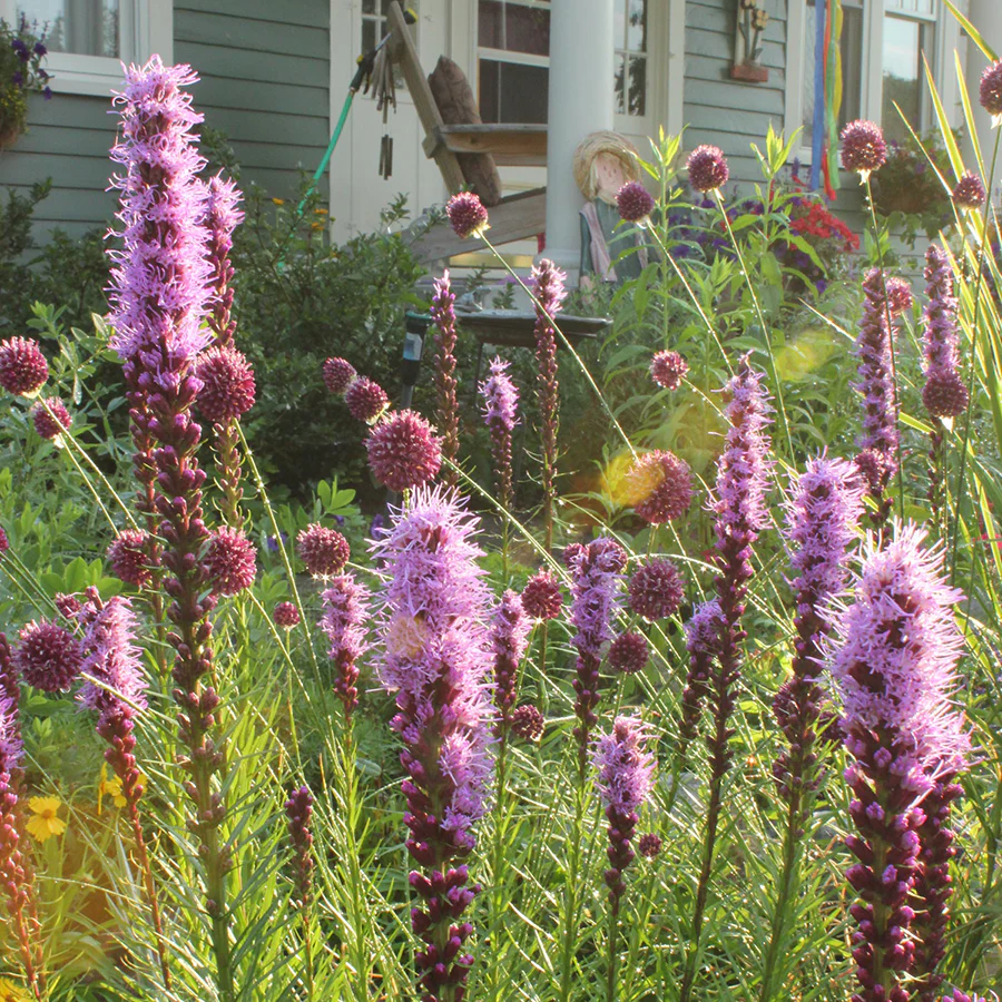 'Kobold' Blazing Star (Liatris) - Image 2