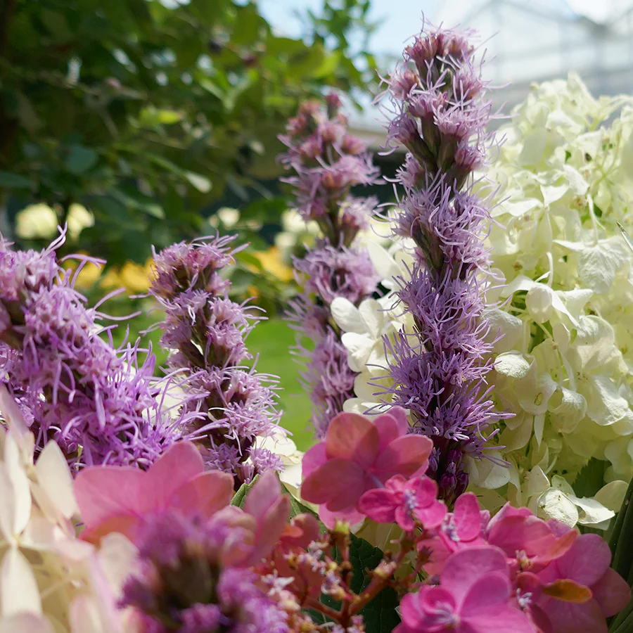 'Kobold' Blazing Star (Liatris) - Image 3