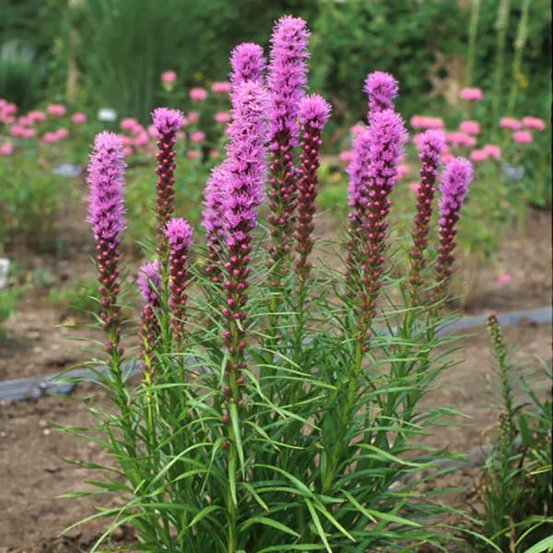 'Kobold' Blazing Star (Liatris) - Image 6