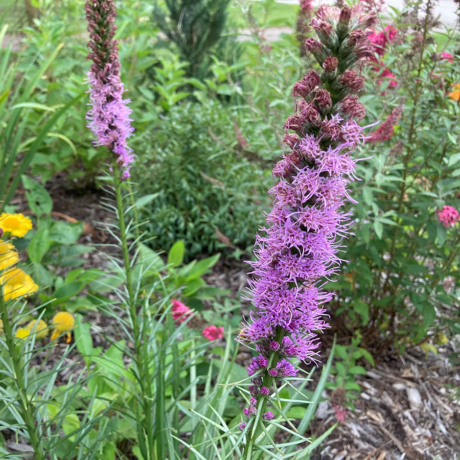 'Kobold' Blazing Star (Liatris) - Image 7