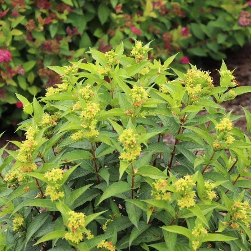 Kodiak® Green Diervilla - Image 2