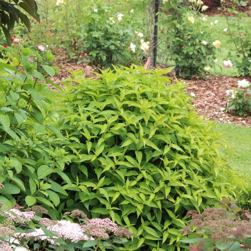 Kodiak® Green Diervilla - Image 4