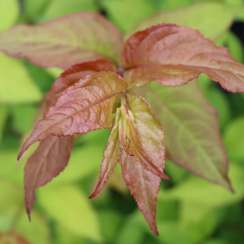 Kodiak Fresh™ Diervilla - Image 3