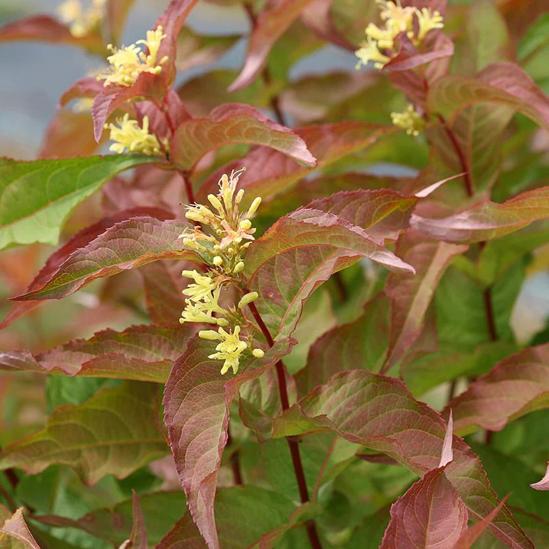Kodiak® Orange Diervilla - Image 3