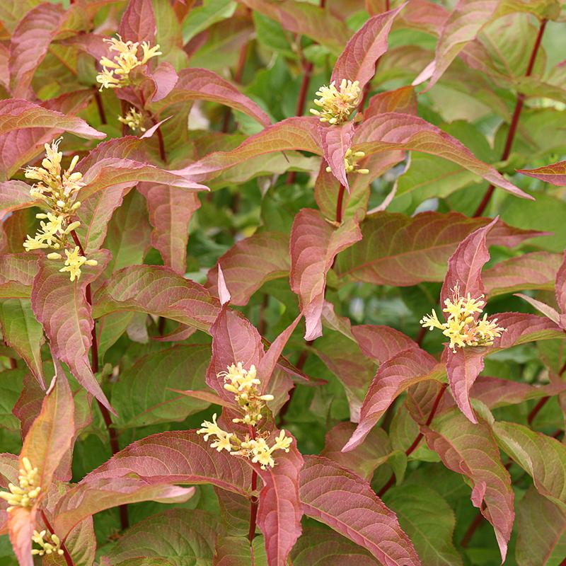 Kodiak® Orange Diervilla - Image 5