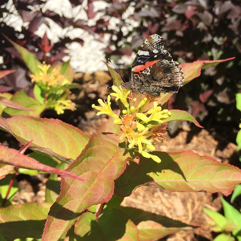 KodiakĀ® Red Diervilla