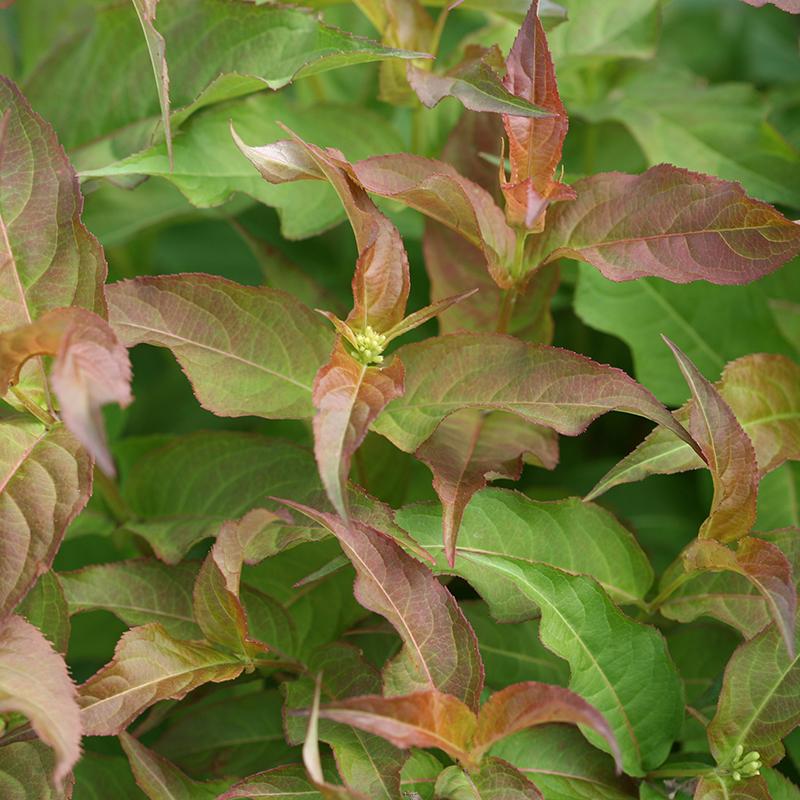 KodiakĀ® Red Diervilla - Image 2