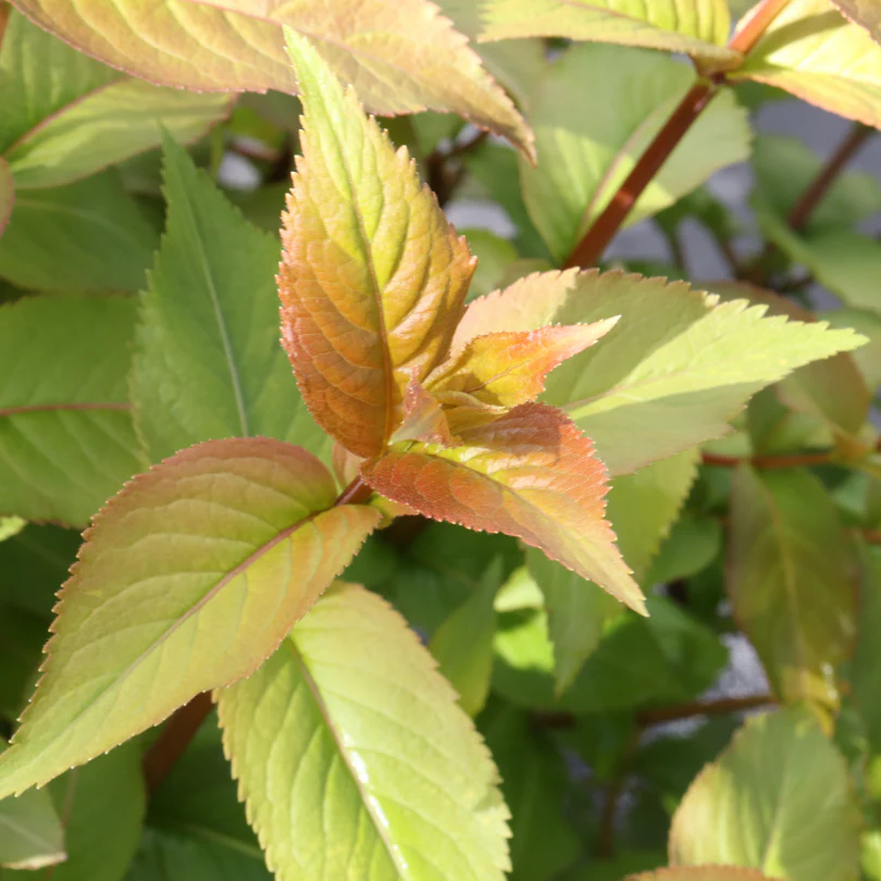 Kodiak Spiced™ Diervilla - Image 3
