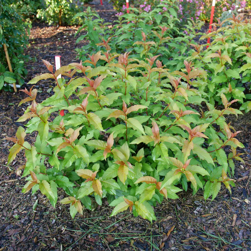 Kodiak Spiced™ Diervilla - Image 4