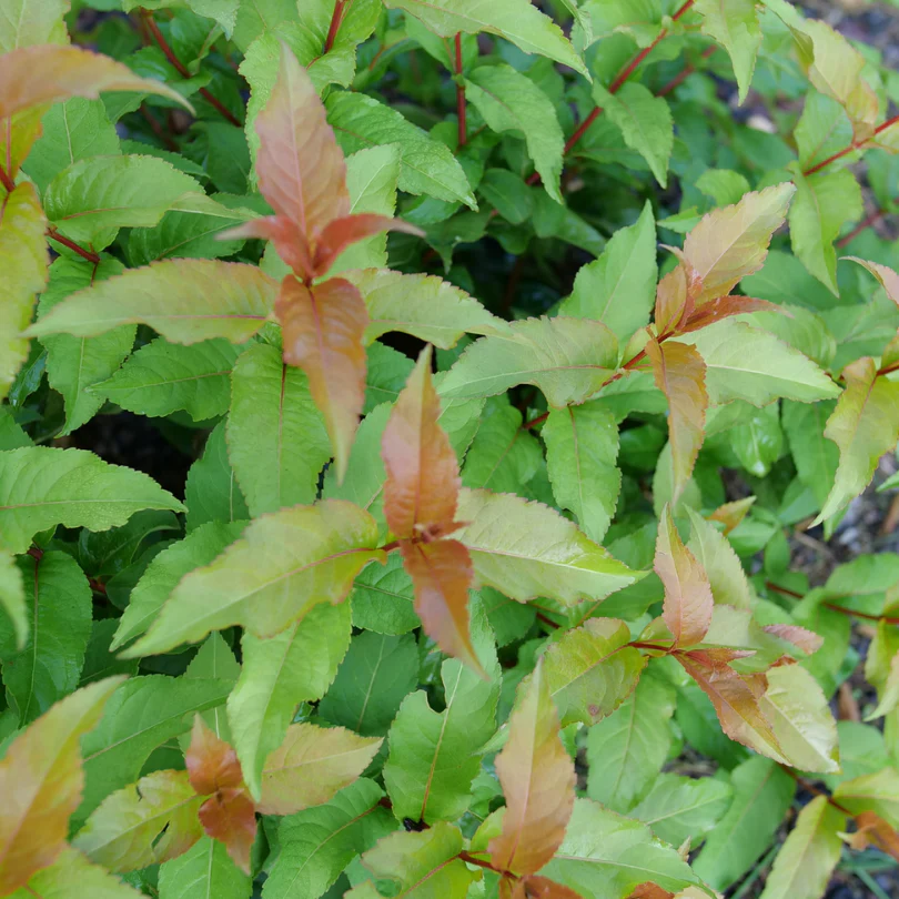 Kodiak Spiced™ Diervilla - Image 5
