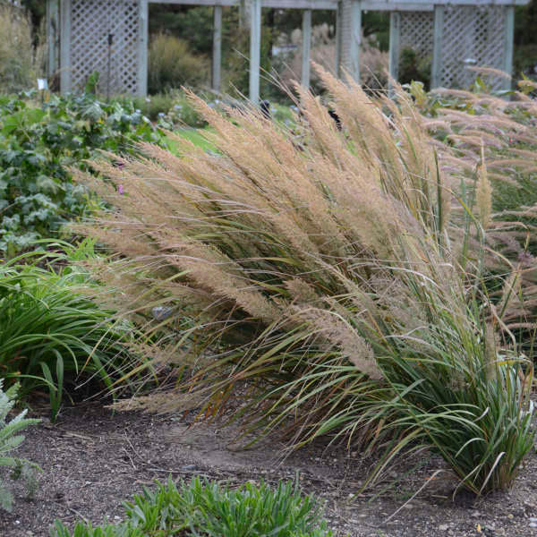 Korean Feather Reed Grass (Calamagrostis) - Image 3