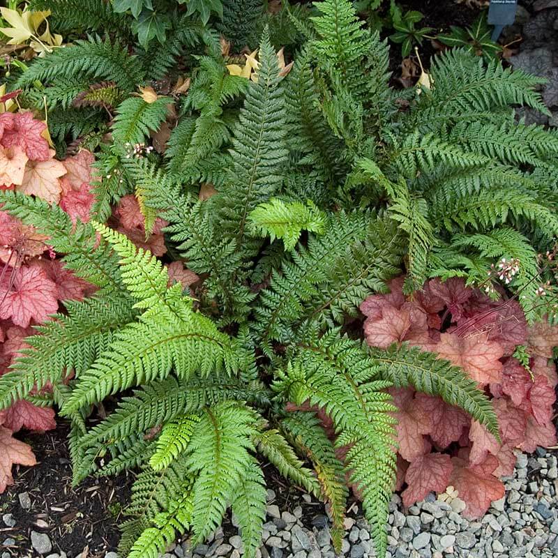 Korean Tassel Fern (Polystichum)