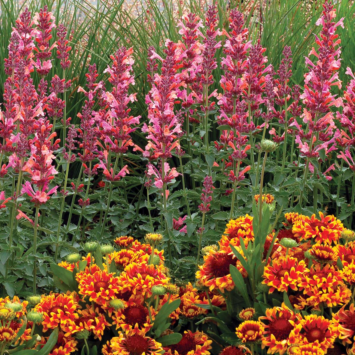 Kudos™ Ambrosia Hummingbird Mint (Agastache)
