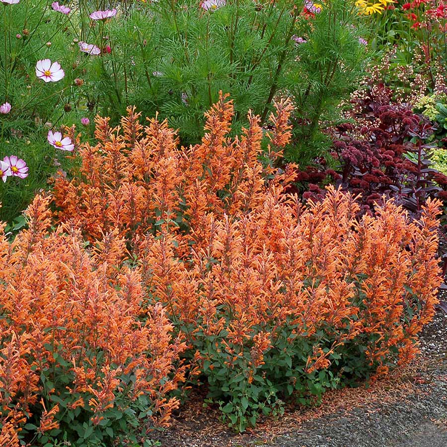 Kudos™ Mandarin Hummingbird Mint (Agastache) - Image 2