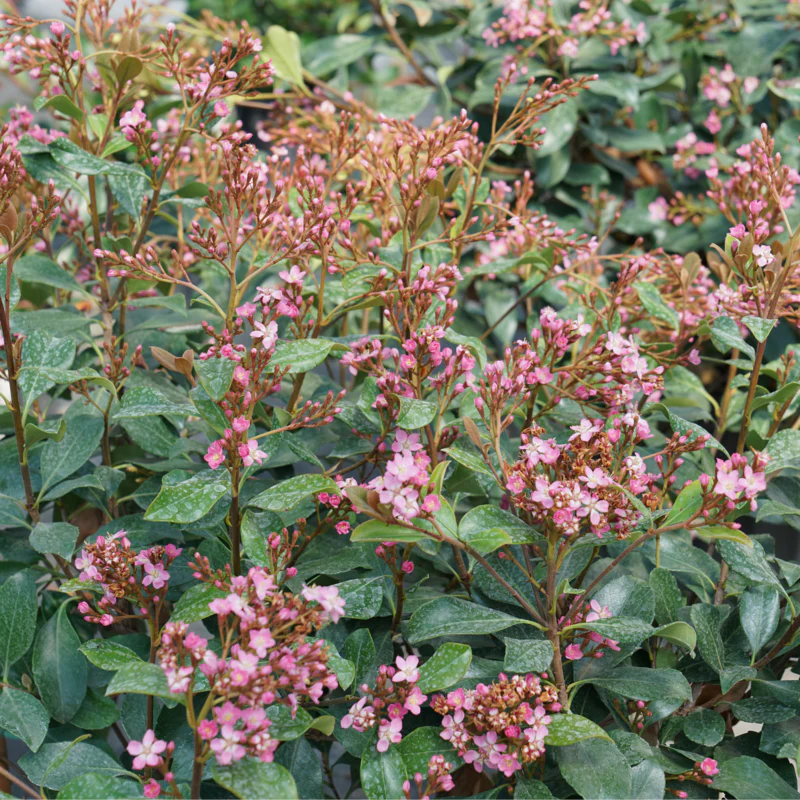 La Vida Grande⢠Indian Hawthorn (Rhaphiolepis)