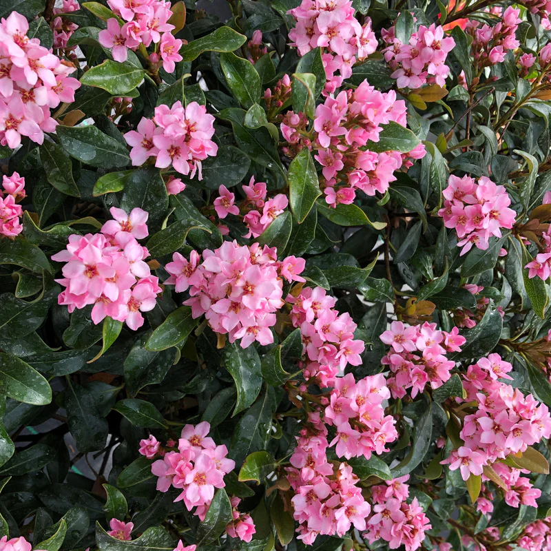 La Vida Mas™ Indian Hawthorn (Rhaphiolepis)