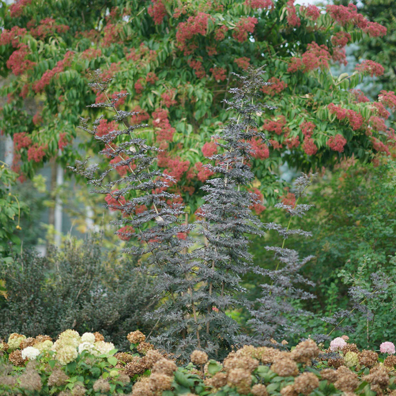 Laced Up® Elderberry (Sambucus) - Image 2